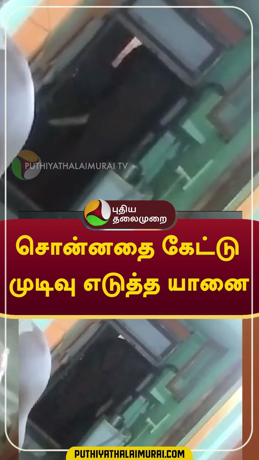 சொன்னதை கேட்டு முடிவு எடுத்த யானை #shorts #elephnat #coimbatore