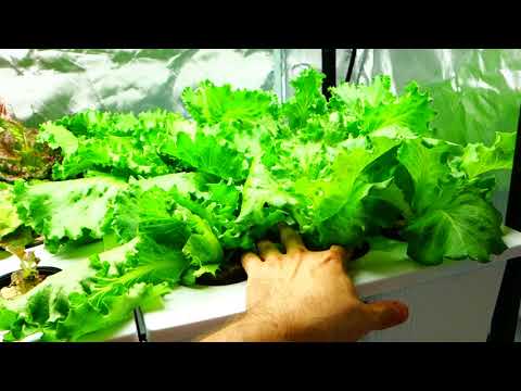 Vídeo: O que é alface Crispino: Aprenda sobre o cultivo de alface Crispino Iceberg