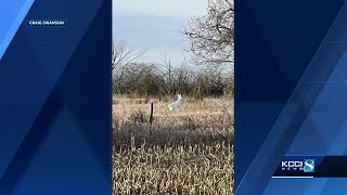 Warren County man spots all-white deer on his property — twice