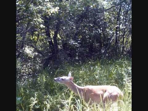 Jock O'Braidosly, A Hunting Tale