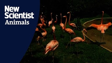 The surprising ways animals react to a total solar eclipse