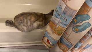 Jellybean Wants To Eat A Bath Curtain