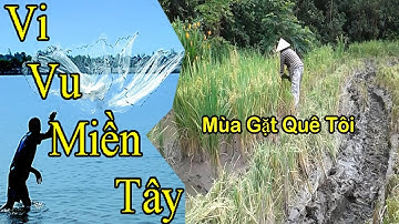 Mùa Gặt Quê Tôi /Vi Vu Miền Tây
