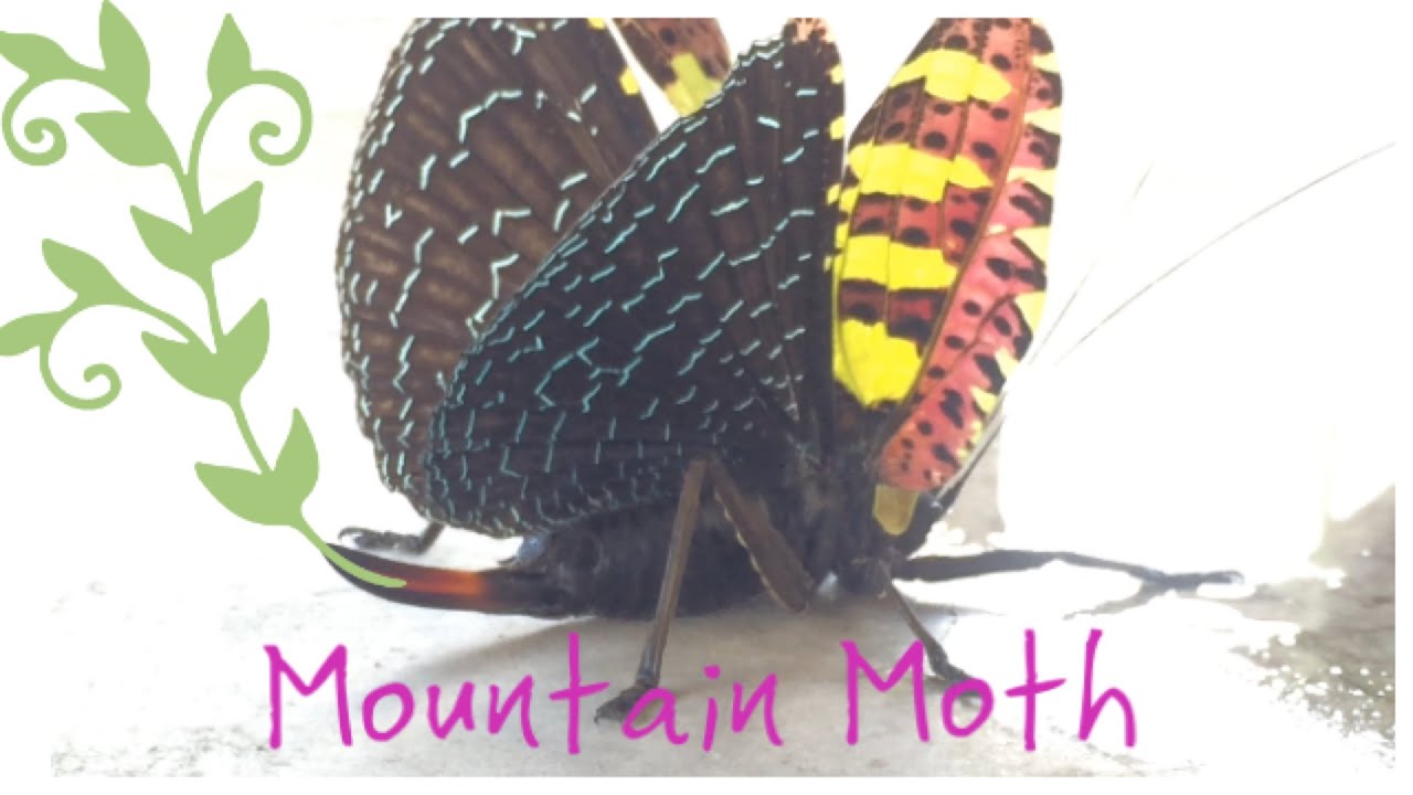Beautiful Mountain Moth | Poisonous Stinger