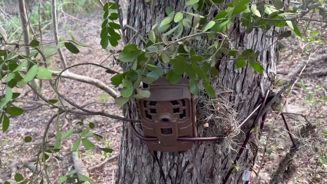 Trail cam pick up episode 4 @backyard trail cam Moments