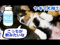 犬用？ヤギ？子犬に与えるミルクの正解はこっちですw