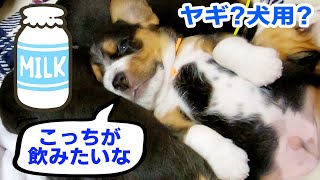 犬用？ヤギ？子犬に与えるミルクの正解はこっちですw