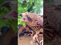 Sarkar de jvai #song #youtubeshorts #eagleattack #punjabisong #viralshort #birds #shortvideos