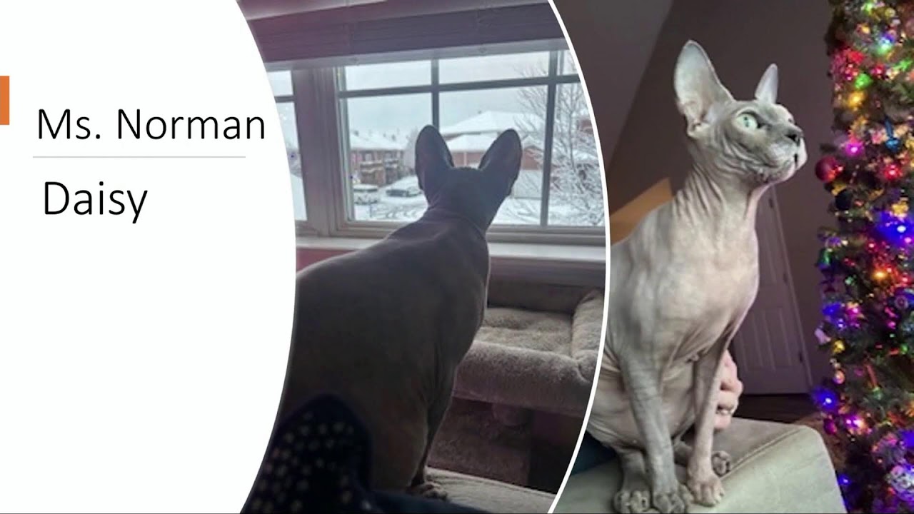 The Phoenix School of Discovery Live Stream