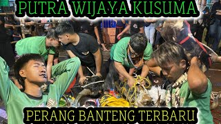 Perang Banteng Terbaru  Putra Wijaya Kusuma