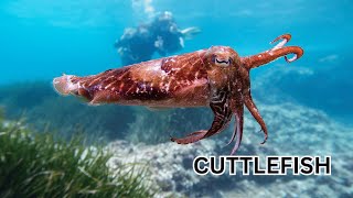 Cuttlefish Chorus | Fun Song Video for New Kids |  Fun Learning Song