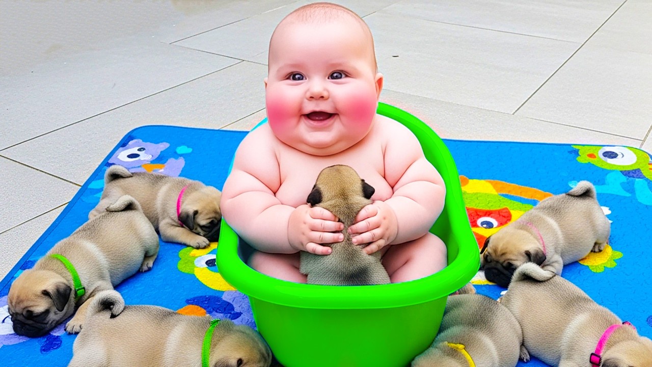 Try Not To Laugh: Baby's First Meeting With a Puppy - Cute Cat Reaction Ever! Little Boss