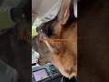 Off-lead dog runs under car… this is why control matters 🤷🏻♀️ #shorts #gsd #reactivedog #offlead