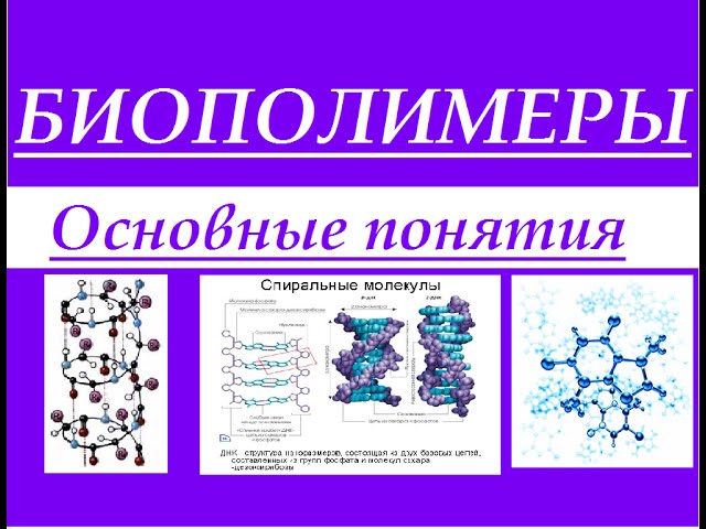 Биохимия. Биополимеры: белки, нуклеиновые кислоты, полисахариды. Основные понятия.