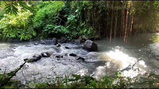 Forest Sounds, Relaxing River Sound Listen to This Sleep Therapy, ASMR Water