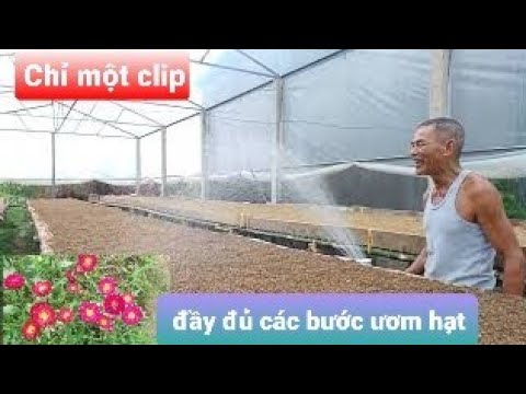 Video Cận cảnh gieo cúc 7 màu giống Indo kịp tết 2023 - youtube