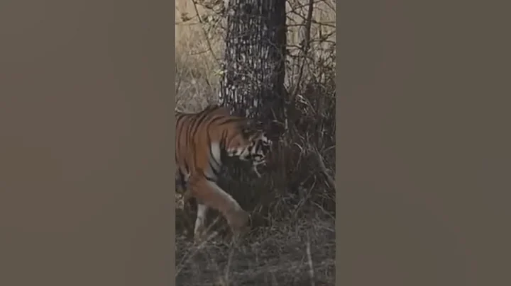 Tigress Sonam and Lara at Tadoba T R | #shorts #tiger #wildlifeindia