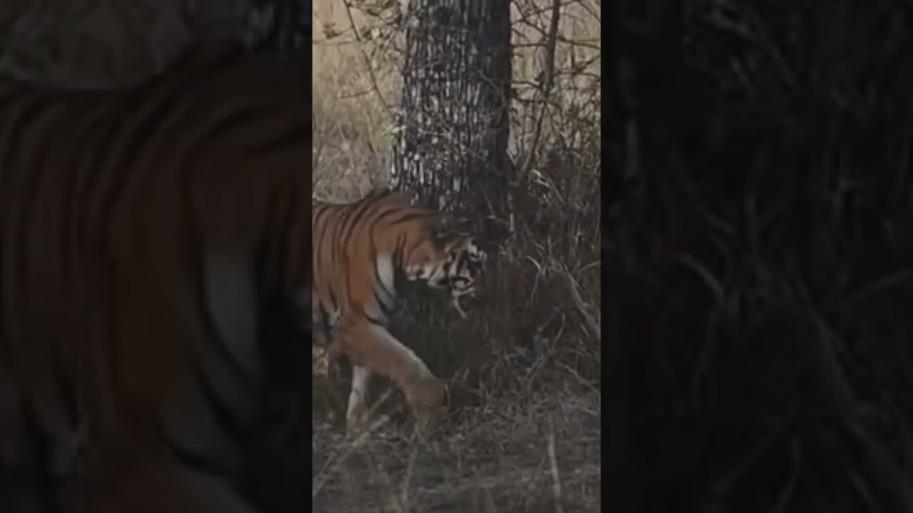 Tigress Sonam and Lara at Tadoba T R | 