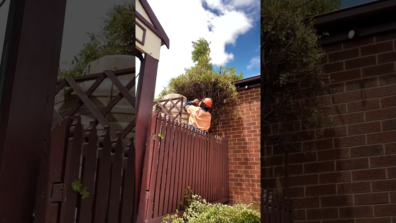 Bush removal satisfaction 