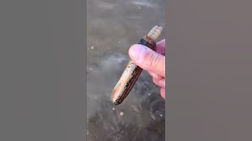 How to catch a razorfish