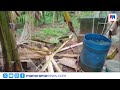 കോതമംഗലത്ത് കാട്ടാനക്കൂട്ടം കൃഷി നശിപ്പിച്ചു; ടൂറിസം കേന്ദ്രം ഉപരോധിച്ച് നാട്ടുകാർ | WildElephant