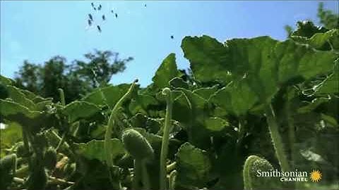 The majestic squirting cucumber