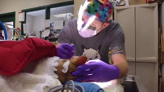 Nashville Humane - Hometown Heroes
