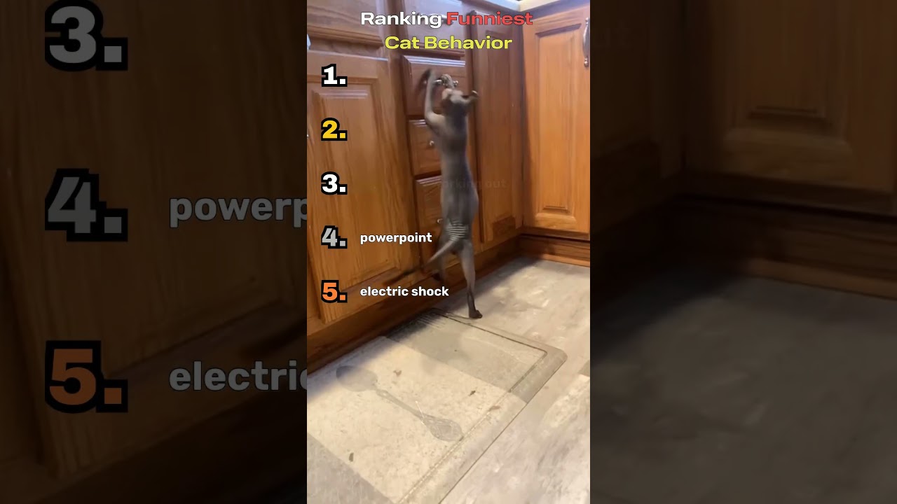 Ranking Funniest Cat Behavior