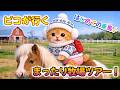 【AI子猫ピコ】ピコがはじめての牧場ツアーに！遊んで食べて大はしゃぎ！