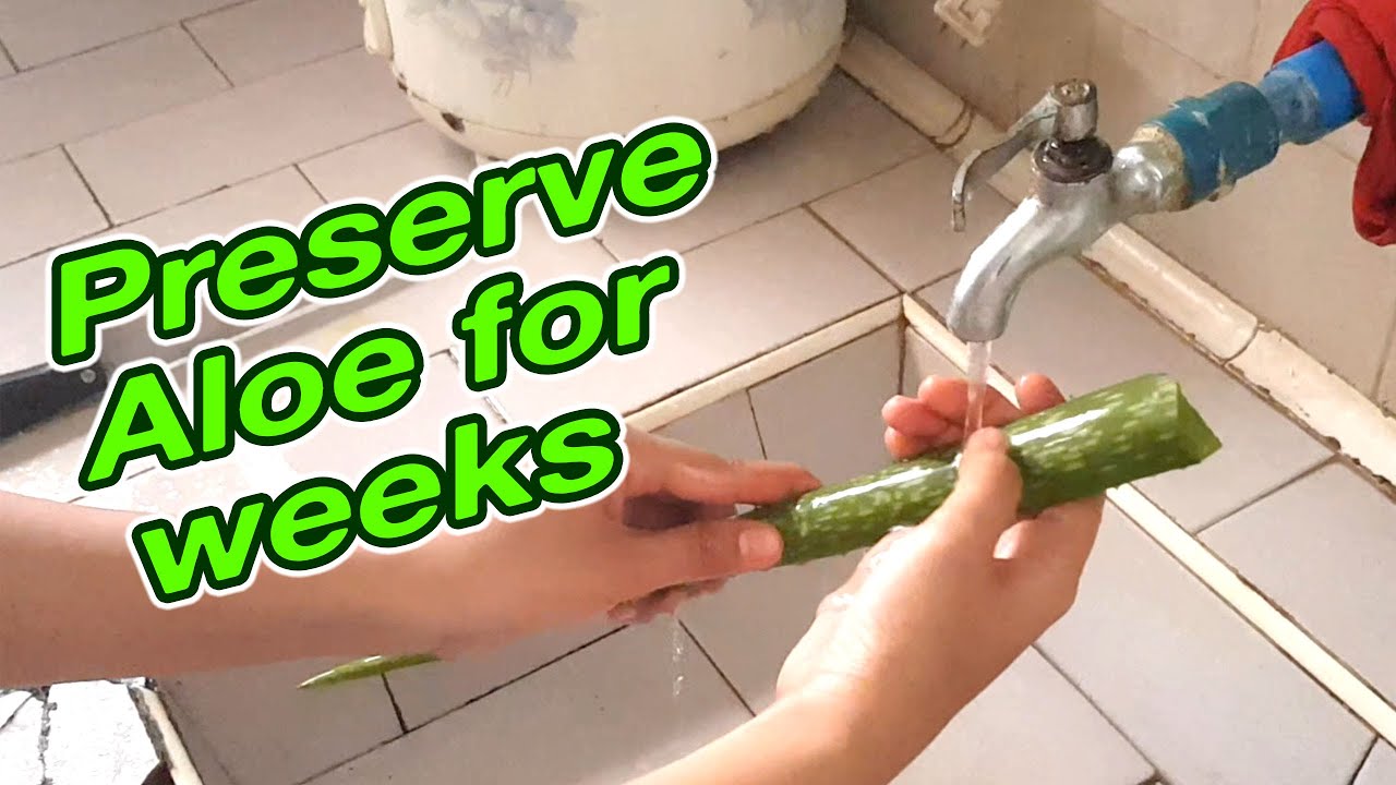 How to preserve Aloe Vera for weeks YouTube