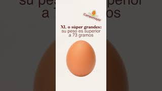 Tipos de huevos según el tamaño