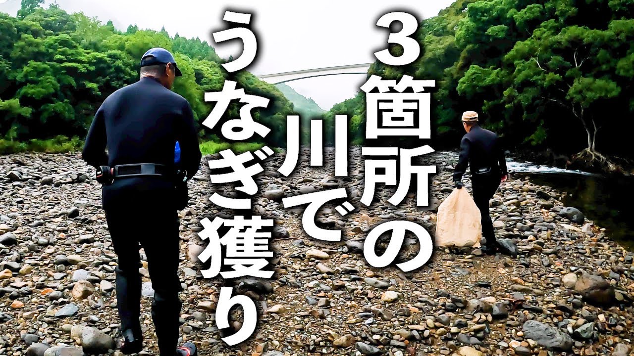 ３箇所の川でうなぎぼっぽ回収！