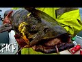 Targeting giant flathead catfish on submerged bridges