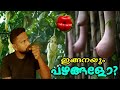 വ്യത്യസ്തമായ പഴങ്ങളും പൂക്കളും(krish info 007)