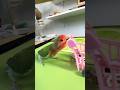 Bird Training:smart lovebird parrot l smart little cute parrot #training#smartparrot#cute