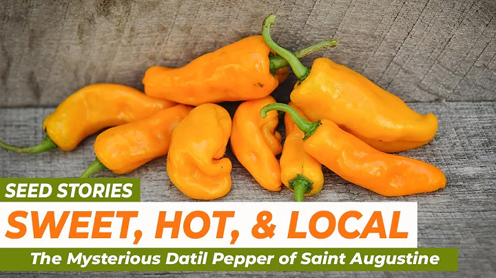 SEED STORIES | Datil Pepper: Sweet, Hot and Myster...