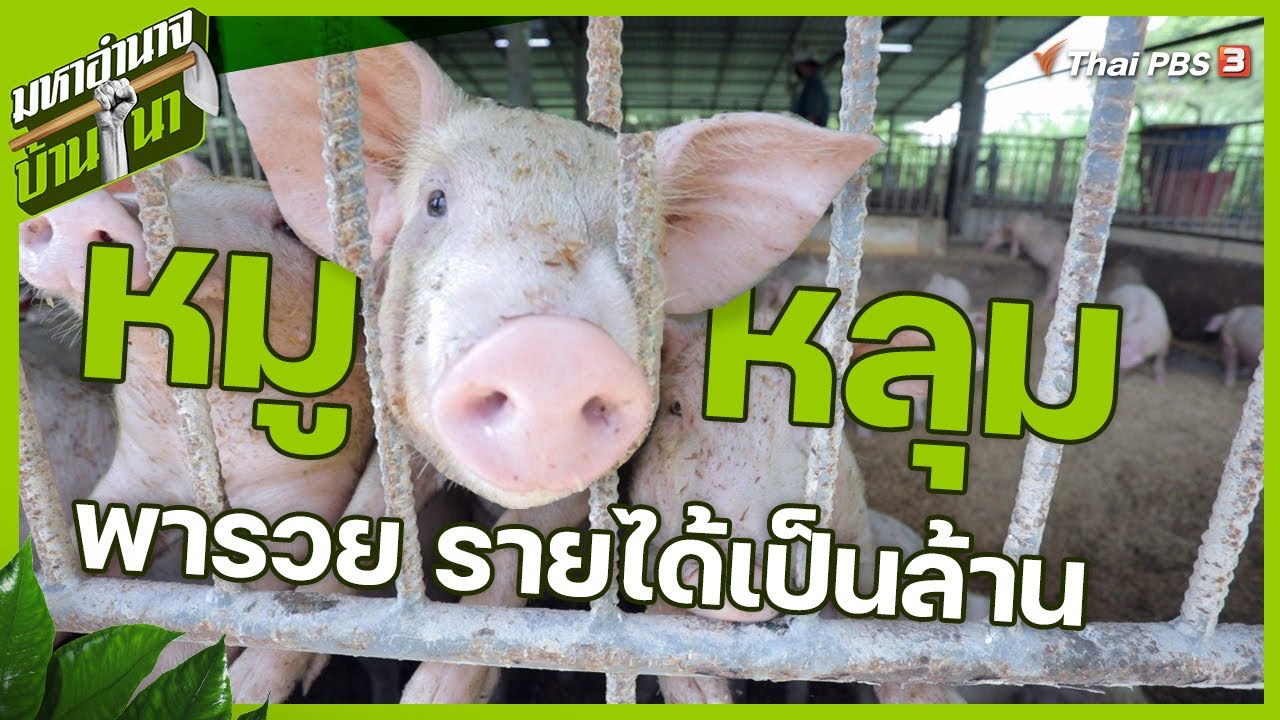 หมูหลุม พารวย รายได้เป็นล้าน : มหาอำนาจบ้านนา