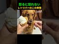 「これだけ？」レトリバーのこの表情#レトリバー #ゴールデンレトリバー #ワンコ #犬動画 #かわいい犬 #困惑する犬 #この表情 #アイス大好き #犬のいる暮らし #癒し動画