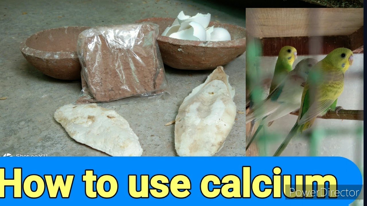 Curated visual reference: Best Calcium Use For Budgies Or Java Sparrow Photo Inspiration