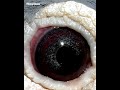Cracked eyes  - Hiroshima Bloodlines