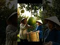 #cinematicfarm #dinosaur #giantfruits #dino #giantharvest #animals #hugevegetables #gorilla