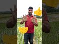 రసాయన మందులు చల్లే మేలైన పద్ధతి #agriculture #chemicals #viral