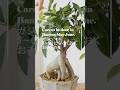 🪴ガジュマルのお手入れの時期ですね#shorts#観葉植物#ガジュマル#banyantree