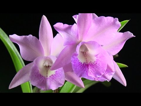 Video: Orkidéblommor vita: foto och beskrivning