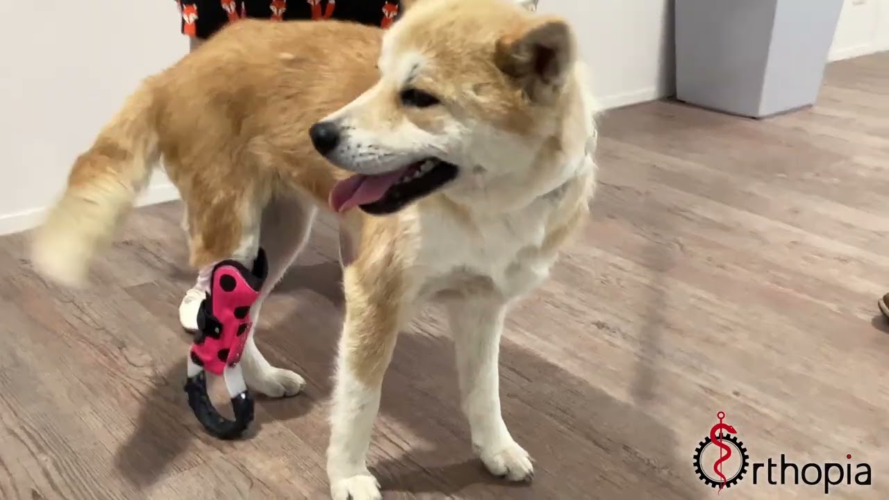 Orthopia - Prothèse pour Chien