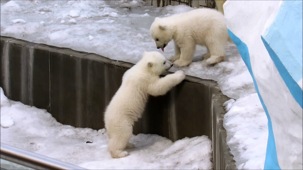 Развлечения медведей