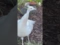 Outrage after mailman appears to attack beloved Pasadena peacock