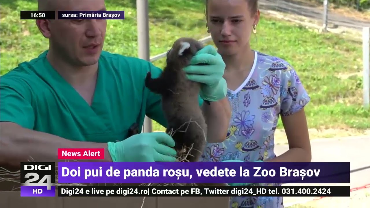Animale de vanzare brasov, animale domestice si pasari brasov