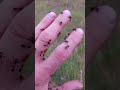 Муравьи сура Ан Намль 