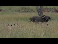 SafariLive March 17 - Owino lions and two very lucky buffalo.